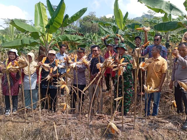 PANEN JAGUNG PROGRAM KETAHANAN PANGAN DESA PUCUNGKEREP